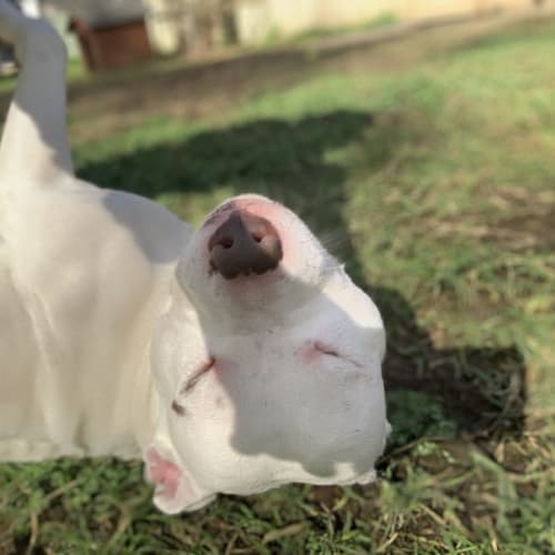 Zeus