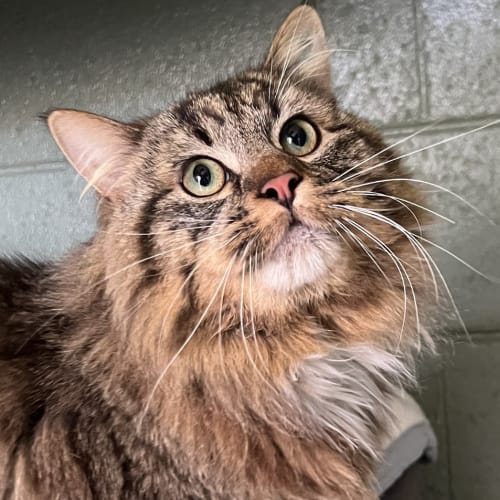 Oscar