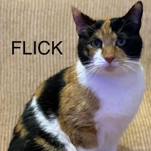 Flick