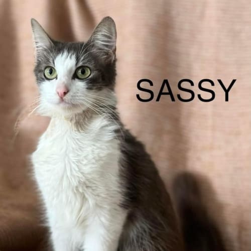Sassy