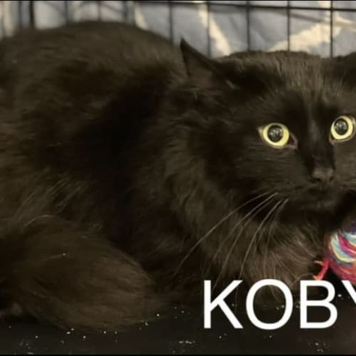 Koby