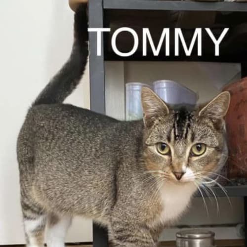 Tommy 