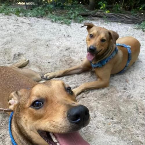 Scamp