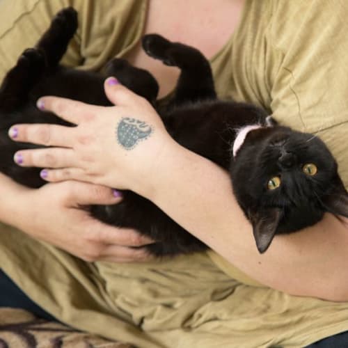 Quinn - 1 Year Old Domestic Short Hair