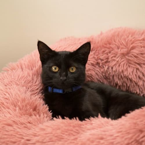 Naomi - 1 Year Old Domestic Short Hair
