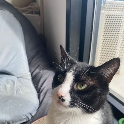 Archie