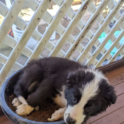 Winston ~ 3mo Border Collie Puppy(On Hold 28/9/22)