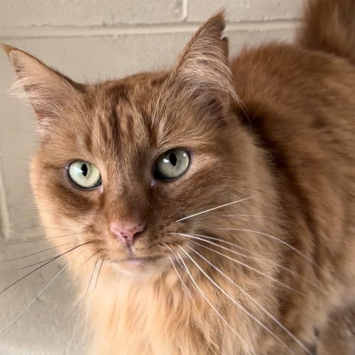 Garfield