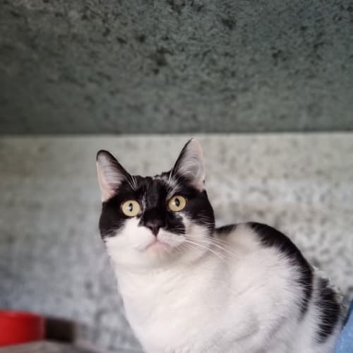 Delilah