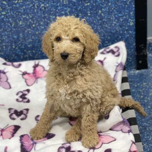 Pippa