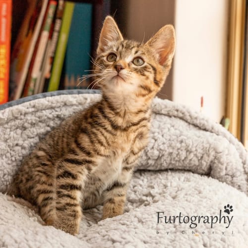 Tiggs