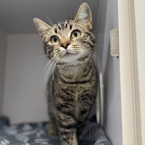 Matilda