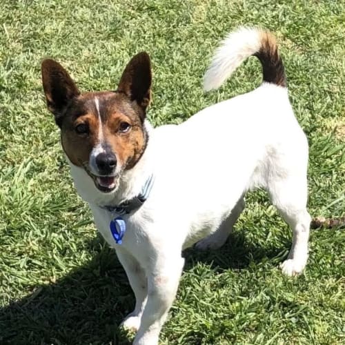 Duffy ~ 7yr Old Foxy X Jack Russ(On Trial 5/10/22)