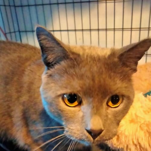 Vlad (Can deliver to you)