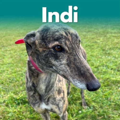 Indi