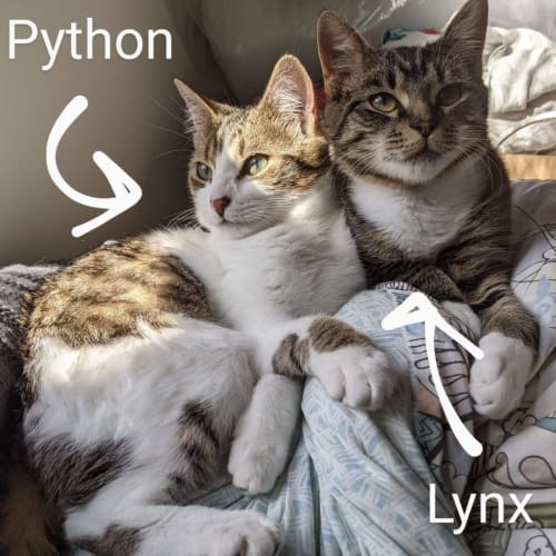 Lynx and python