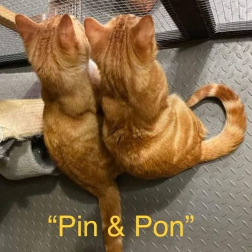 Pin and pon 