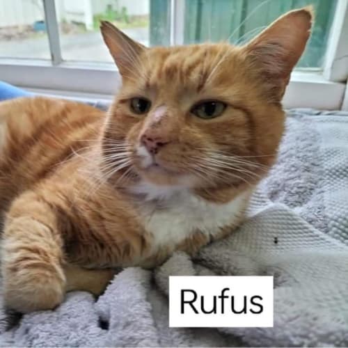 Rufus