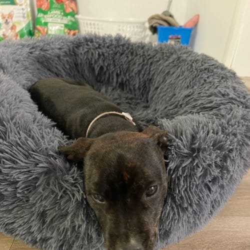 Bindi ~ 5mo Staffy(On Trial 9/11/22)