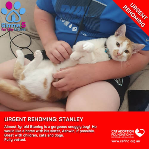 Stanley and Ashwin Private Rehoming No Charge!