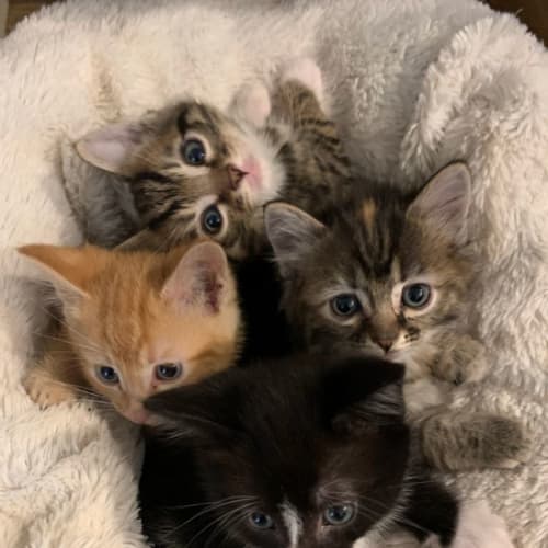 Gorgeous Kittens