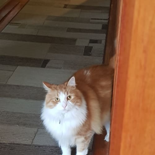 Merlin