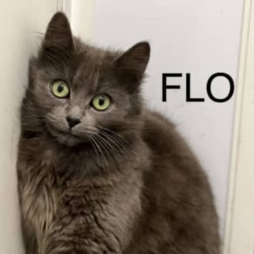 Flo