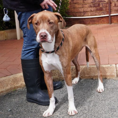 Barney 2nd of 4 Sponsored Adoptions