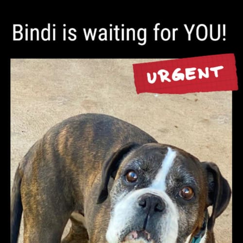 Bindi
