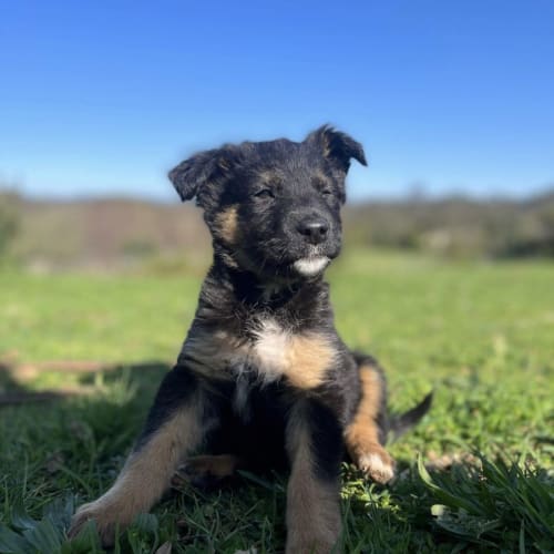 Penelope 
