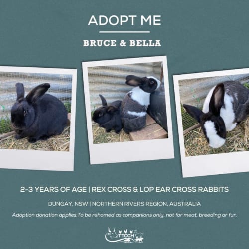 Bruce & Bella