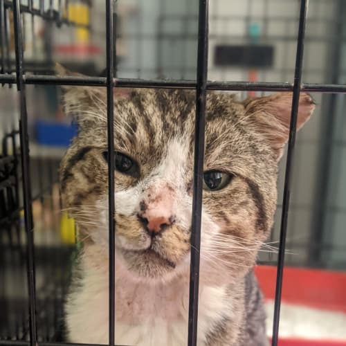 Nom Chompsky The 2Nd