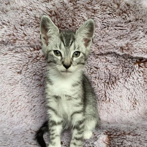 Finn 