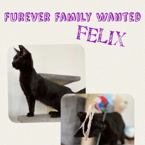 Felix