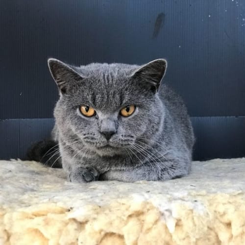 Bubba**2nd Chance Cat Rescue**