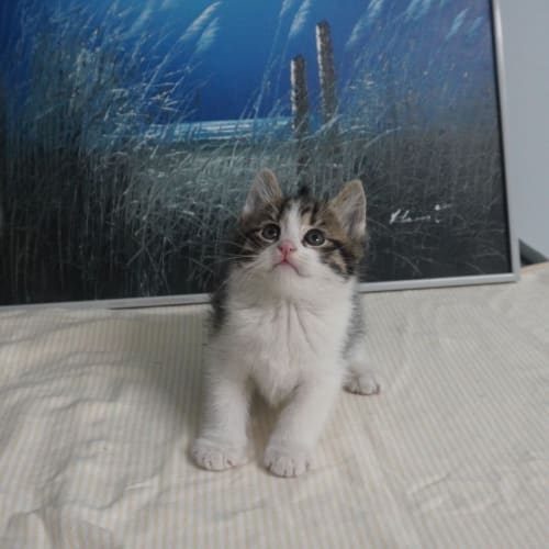 Tinker