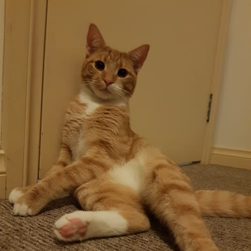 Finn
