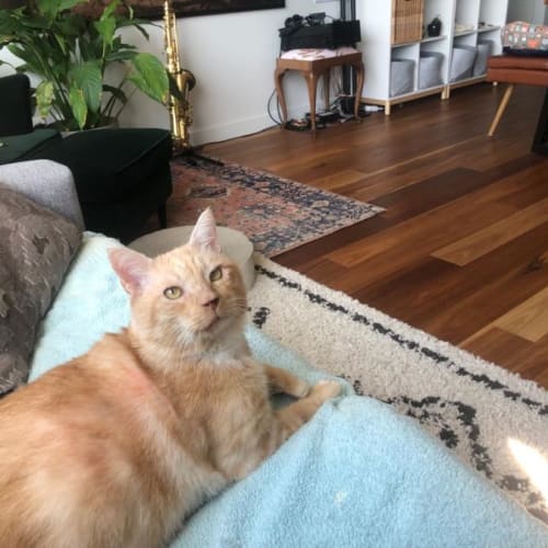Marmalade