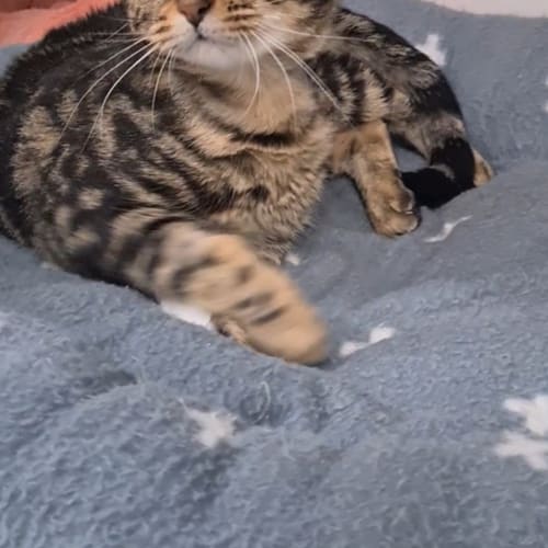 Mia