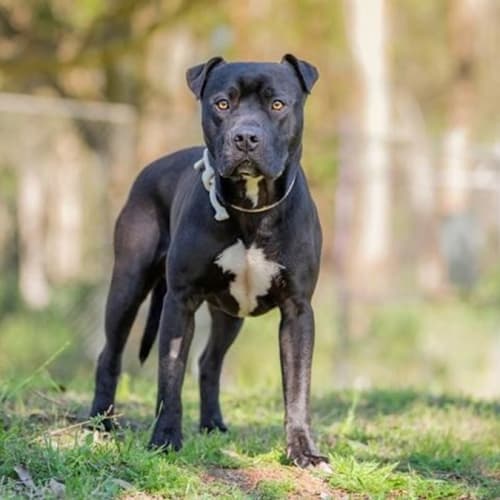 Basil (IMP No. 1181)