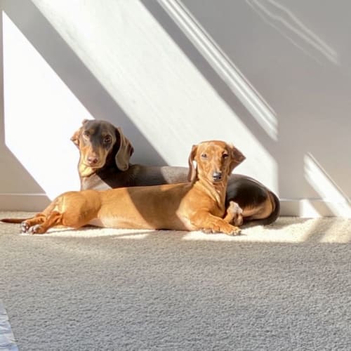 Bella and Ollie Smooth dachshunds