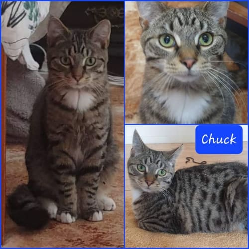 Chuck