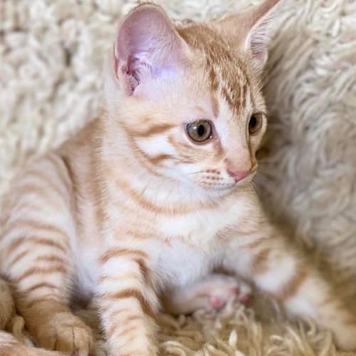 Neelix