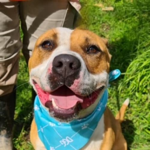 Malakai (IMP No 758)