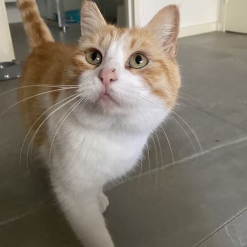 Gingy