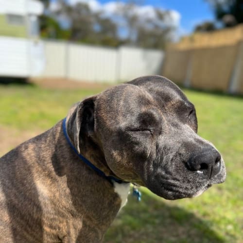 Scooby - 11 Month Old American Staffy (On Hold)