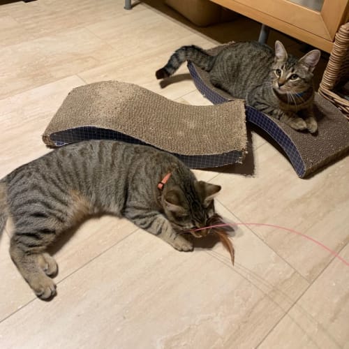 Polly & Tommy