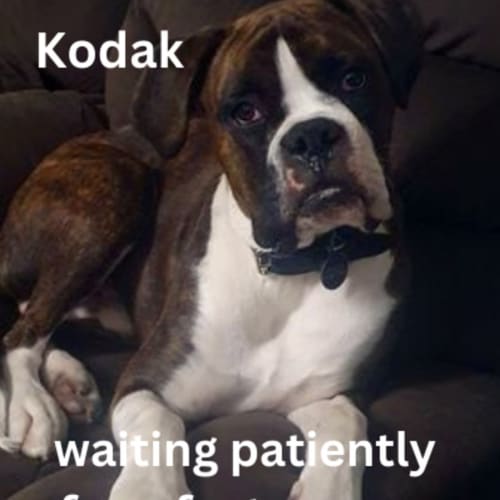 Kodak