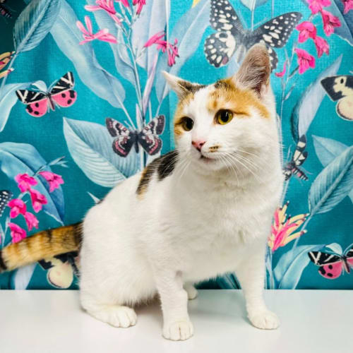 Duffy - Meet me at PetStock Box Hill