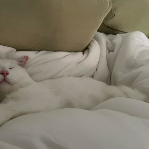 😻Polar Bear😻